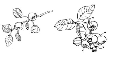 Yabanmersinli el klasik klipsli resim çiziyor. Sanat tarzında detaylandırılmış böğürtlen logosu ya da dövme. Siyah ve beyaz izole edilmiş. Amblem için antika vintage gravür