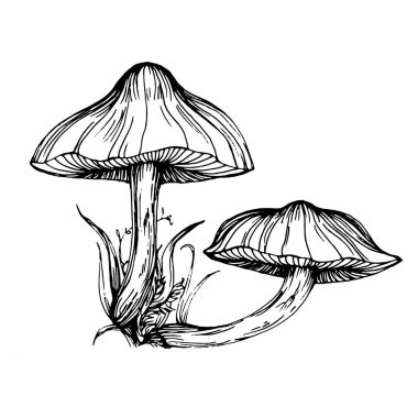 Logo için mantar çizimi. Mantar dövmesi sanat tarzında detaylı. Beyaz arka planda siyah beyaz klipsli sanat. Antika vintage gravür çizimi.