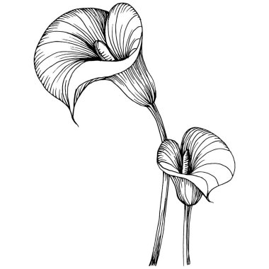 Elle çizilmiş tropik çiçek kallası. Lilium çiçek logosu ya da dövmesi sanat tarzında detaylı. Siyah beyaz klip sanatı izole edildi. Amblem için antika vintage gravür.