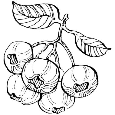 Yabanmersinli el klasik klipsli resim çiziyor. Sanat tarzında detaylandırılmış böğürtlen logosu ya da dövme. Siyah ve beyaz izole edilmiş. Amblem için antika vintage gravür