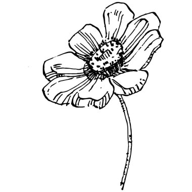 Kozmos el çizimiyle çiçek açar. Kozmos çiçeği logosu ya da sanat tarzında detaylı bir dövme. Siyah beyaz klip sanatı izole edildi. Amblem için antika vintage gravür. Bitkisel ilaçlar.