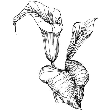 Lilium zambağı elle çizilmiş. Lilium çiçek logosu ya da dövmesi sanat tarzında detaylı. Siyah beyaz klip sanatı izole edildi. Amblem için antika vintage gravür.