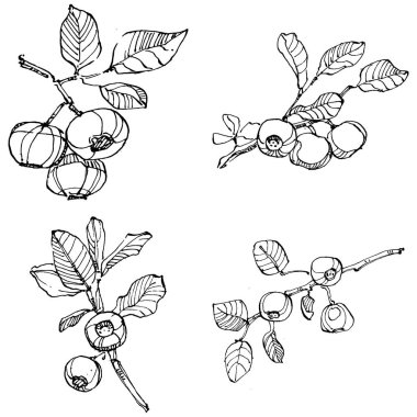 Yabanmersinli el klasik klipsli resim çiziyor. Sanat tarzında detaylandırılmış böğürtlen logosu ya da dövme. Siyah ve beyaz izole edilmiş. Amblem için antika vintage gravür