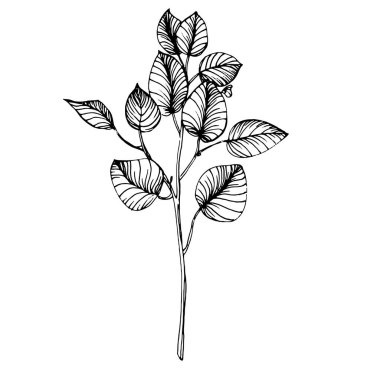 Okaliptüs yaprakları. Çiçekli botanik çiçeği. İzole illüstrasyon elementi. Arkaplan, doku, ambalaj deseni, çerçeve veya kenar çizimi için vektör el.