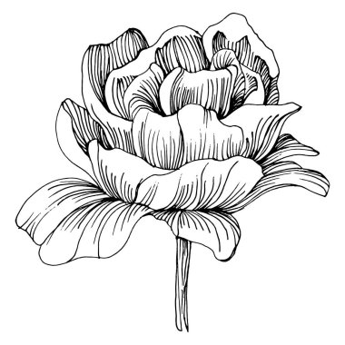 Şakayık çiçeği. Çiçekli bahar botanik şakayıkları. İzole illüstrasyon elementi. Arkaplan, doku, ambalaj deseni, çerçeve veya kenar çizimi için vektör el.