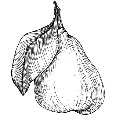 El çizimiyle çizilmiş armut eşkali. Beyaz arkaplanda meyve vektörü.