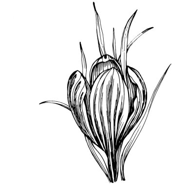 Crocus veya safran çiçeği. Çiçekli botanik çiçeği. İzole illüstrasyon elementi. Arkaplan, doku, ambalaj deseni, çerçeve veya kenar çizimi için vektör el.