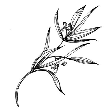 Okaliptüs yaprakları. Çiçekli botanik çiçeği. İzole illüstrasyon elementi. Arkaplan, doku, ambalaj deseni, çerçeve veya kenar çizimi için vektör el.