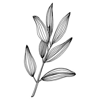 Zeytin eskiz elemanı. Zeytin dalları izole edilmiş. Arkaplan, doku, ambalaj deseni, çerçeve veya kenar çizimi için vektör el.