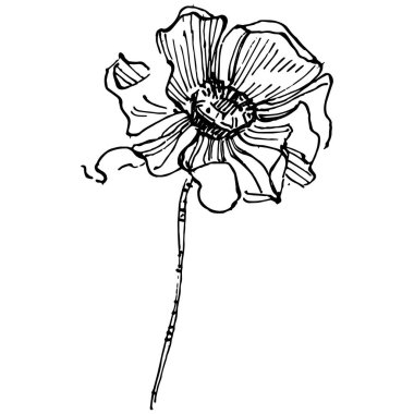 Kozmos el çizimiyle çiçek açar. Kozmos çiçeği logosu ya da sanat tarzında detaylı bir dövme. Siyah beyaz klip sanatı izole edildi. Amblem için antika vintage gravür. Bitkisel ilaçlar.