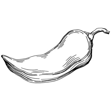 Biber sebzeleri taslak vektör çizimi. İşlemeli stil. Tarım piyasasında ürün. Tasarım menüsü, etiket, rozet, pankart ve tanıtım için en iyi yer. 