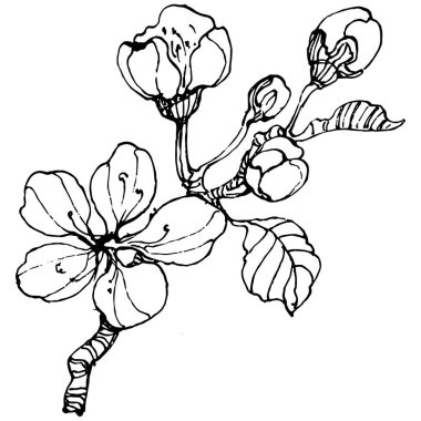 Kirazlı el klasik klipsli resim. Sanat tarzında detaylandırılmış böğürtlen logosu ya da dövme. Siyah ve beyaz izole edilmiş. Amblem için antika vintage gravür