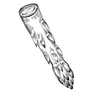 Kuşkonmaz elle çizilmiş. Sebze oymalı nesne. Menü, etiket, simge, kapak, sosyal gönderi için harika.