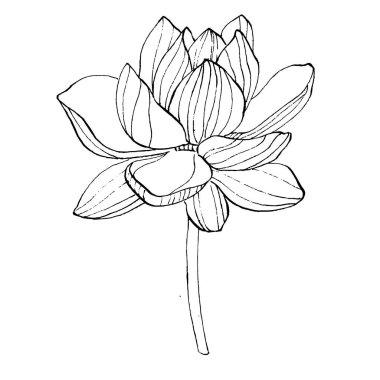Nilüfer çiçeği. Çiçekli botanik çiçeği. İzole illüstrasyon elementi. Arkaplan, doku, ambalaj deseni, çerçeve veya kenar çizimi için vektör el.