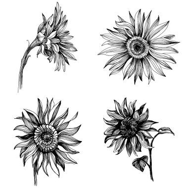 Ayçiçekleri elementleri. Çiçekli botanik çiçeği. İzole illüstrasyon elementi. Arkaplan, doku, ambalaj deseni, çerçeve veya kenar çizimi için vektör el.