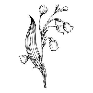 Vadideki zambak elle çizilmiş. Mayıs-Lily çiçek logosu ya da dövmesi sanat stili konseptiyle detaylı. Siyah beyaz klip sanatı izole edildi. Amblem için antika vintage gravür.