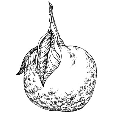 Turuncu çizim turunçgil meyve süslemesi. El yapımı Portakal Botanik Çizimleri. Beyaz arka planda izole edilmiş siyah beyaz çizgili sanat eserleri. 