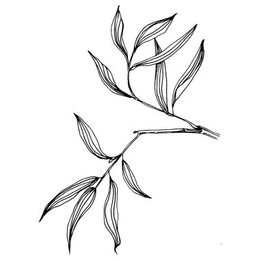 Elle çizilmiş bambu bitkisi. Çiçek dövmesi sanat tarzında detaylı. Beyaz arka planda siyah beyaz klipsli sanat. Antika vintage gravür çizimi.