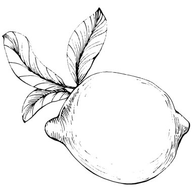 Lemon beyaz arka planda izole edilmiş. Organik yağ oymalı taslak. Güzellik ve kaplıca, kozmetik malzeme. Etiket, poster, broşür, ambalaj için harika