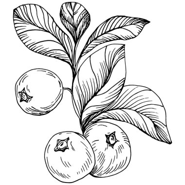 Yabanmersinli el klasik klipsli resim çiziyor. Sanat tarzında detaylandırılmış böğürtlen logosu ya da dövme. Siyah ve beyaz izole edilmiş. Amblem için antika vintage gravür