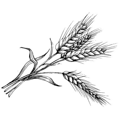 Buğday kulaklı el çizimleri. Korunma ve güvenliğin eski bir sembolü. Kütük için antik vintage oyma çizimi