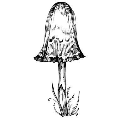 Logo için mantar çizimi. Mantar dövmesi sanat tarzında detaylı. Beyaz arka planda siyah beyaz klipsli sanat. Antika vintage gravür çizimi.