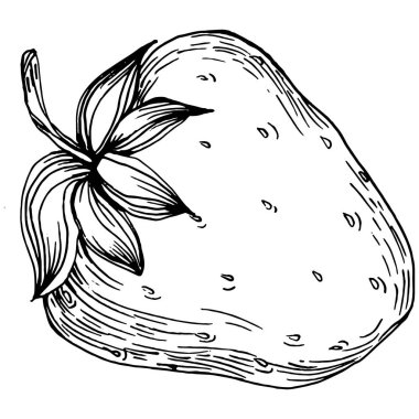 Böğürtlenler elle çiziliyor. Çilek logosu ya da dövmesi sanat tarzında detaylandırılmış. Siyah beyaz klip sanatı izole edildi. Amblem için antika vintage gravür. Bitkisel ilaçlar.