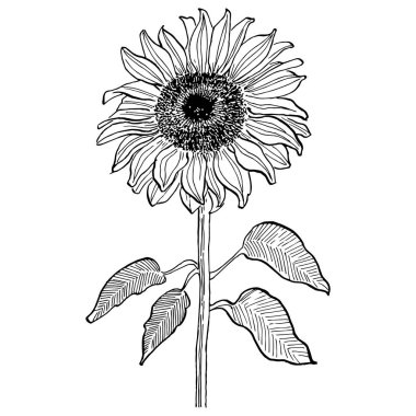 Ayçiçeği. Çiçekli botanik çiçeği. İzole illüstrasyon elementi. Arkaplan, doku, ambalaj deseni, çerçeve veya kenar çizimi için vektör el.