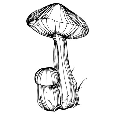 Logo için mantar çizimi. Mantar dövmesi sanat tarzında detaylı. Beyaz arka planda siyah beyaz klipsli sanat. Antika vintage gravür çizimi.