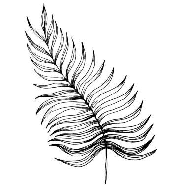 Tropik egzotik yapraklar. Çiçekli botanik çiçeği. İzole illüstrasyon elementi. Arkaplan, doku, ambalaj deseni, çerçeve veya kenar çizimi için vektör el.