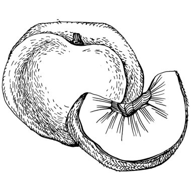 Şeftali eskiz vektörü izole edildi. El çizimi illüstrasyon meyvesi. Yaz yemekleri oymalı eski moda. Detaylı vejetaryen eskizi. Tasarım logonuz için harika, amblem, etiket, poster, baskı, menü