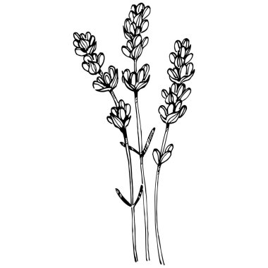 Lavanta botanik çiçeği. Düğün otunun, bitkinin ve davetiye için zarif yapraklı monogramın el yapımı tasarımı randevu kartı tasarımını kaydedin. Kırsal trend yeşillik vektör çizimi