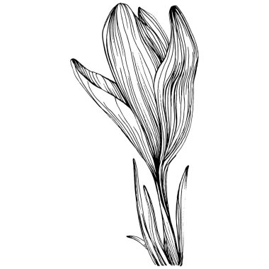 Crocus veya safran çiçeği. Çiçekli botanik çiçeği. İzole illüstrasyon elementi. Arkaplan, doku, ambalaj deseni, çerçeve veya kenar çizimi için vektör el.