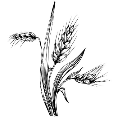 Buğday kulaklı el çizimleri. Korunma ve güvenliğin eski bir sembolü. Kütük için antik vintage oyma çizimi