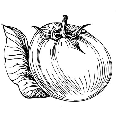 Domates yalıtılmış elementler. Sebzeler vektör çizimi. İşlemeli stil. Tarım piyasasında ürün. Tasarım menüsü, etiket, rozet, pankart ve tanıtım için en iyi yer. 