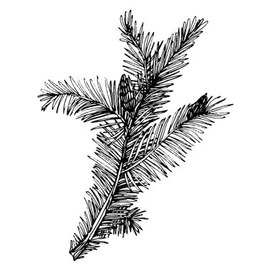 Orman Sonbaharı ve Kış Doğası. Ladin dalları, meşe palamutları, kozalaklar, dökülen yapraklar. İzole illüstrasyon elementi. Arkaplan, doku, çerçeve veya kenar için yaban çiçeği çizen vektör el.