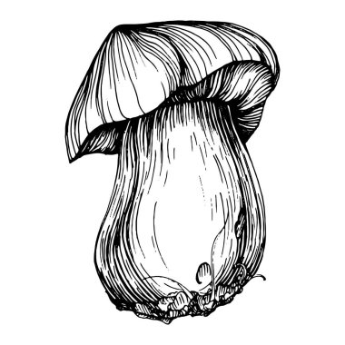 Logo için mantar çizimi. Mantar dövmesi sanat tarzında detaylı. Beyaz arka planda siyah beyaz klipsli sanat. Antika vintage gravür çizimi.