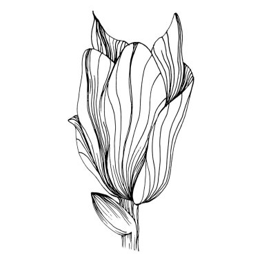 Manolya çiçeği. Çiçekli botanik çiçeği. İzole illüstrasyon elementi. Arkaplan, doku, ambalaj deseni, çerçeve veya kenar çizimi için vektör el.