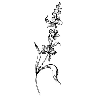 Lavanta botanik çiçeği. Düğün otunun, bitkinin ve davetiye için zarif yapraklı monogramın el yapımı tasarımı randevu kartı tasarımını kaydedin. Kırsal trend yeşillik vektör çizimi