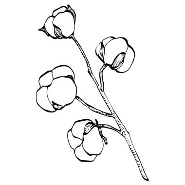 Pamuk çiçeği. Çiçekli botanik çiçeği. İzole illüstrasyon elementi. Arkaplan, doku, ambalaj deseni, çerçeve veya kenar çizimi için vektör el.