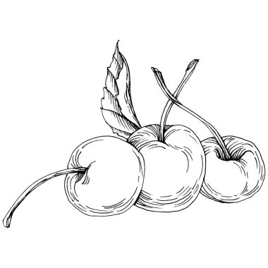 Kirazlı el klasik klipsli resim. Sanat tarzında detaylandırılmış böğürtlen logosu ya da dövme. Siyah ve beyaz izole edilmiş. Amblem için antika vintage gravür