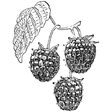 Ahududu izole vektör çizimi. Organik yağ oymalı taslak. Güzellik ve kaplıca, kozmetik malzeme. Etiket, poster, broşür, ambalaj için harika