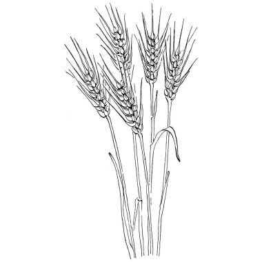 Buğday kulaklı el çizimleri. Korunma ve güvenliğin eski bir sembolü. Kütük için antik vintage oyma çizimi