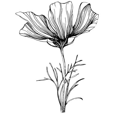 Kozmos el çizimiyle çiçek açar. Kozmos çiçeği logosu ya da sanat tarzında detaylı bir dövme. Siyah beyaz klip sanatı izole edildi. Amblem için antika vintage gravür. Bitkisel ilaçlar.