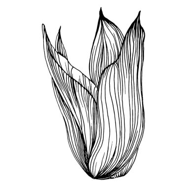 Lezzetli bir çiçek. Bitki bitkileri botanik kaktüsleri. İzole illüstrasyon elementi. Arkaplan, doku, ambalaj deseni, çerçeve veya kenar çizimi için vektör el.