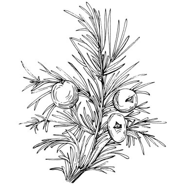 Juniper vektör çizimi. Böğürtlen dalında izole edilmiş eski bir illüstrasyon. Organik yağ oymalı taslak. Güzellik ve kaplıca, kozmetik malzeme. Etiket, poster, broşür, paket için harika