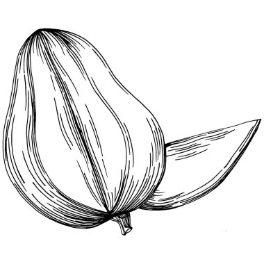 Mango tropikal meyve çizim vektörü. İşlenmiş organik gıda. Beyaz arkaplanda siyah beyaz mango ögesi.