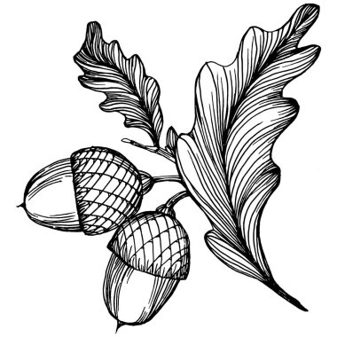 Beyaz üzerine meşe palamudu çizimi. Eski tarz oymalı klasik illüstrasyon, oyma gibi. Davet, kalıp, kart ve poster için tasarım ögesi.