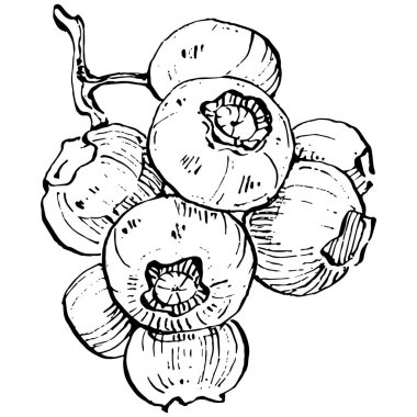 Yabanmersinli el klasik klipsli resim çiziyor. Sanat tarzında detaylandırılmış böğürtlen logosu ya da dövme. Siyah ve beyaz izole edilmiş. Amblem için antika vintage gravür