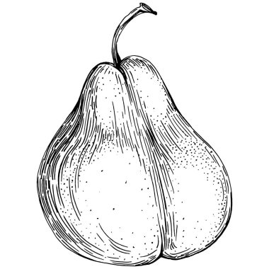 El çizimiyle çizilmiş armut eşkali. Beyaz arkaplanda meyve vektörü.